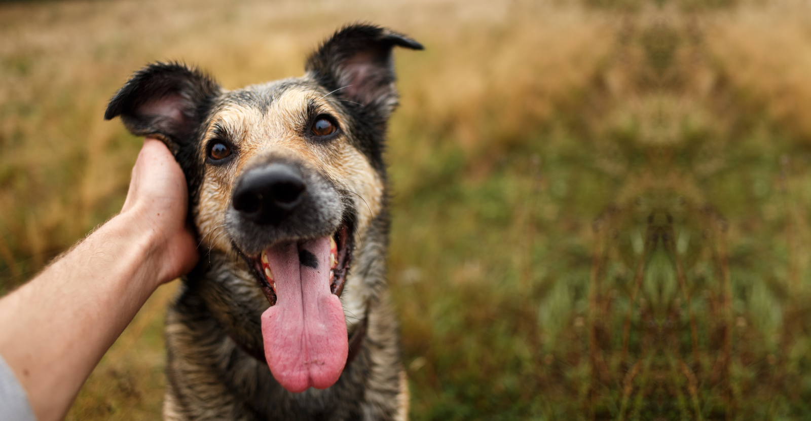 7 Ways to Be a Responsible Pet Owner [Updated & Infographic] Pets Chatter